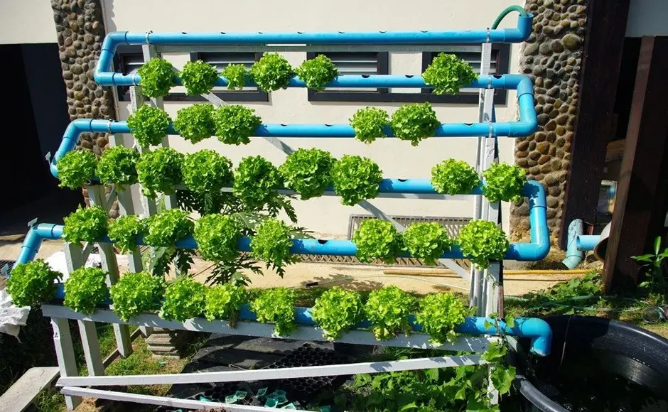 invertir en hidroponia - Cómo iniciar un proyecto de hidroponía
