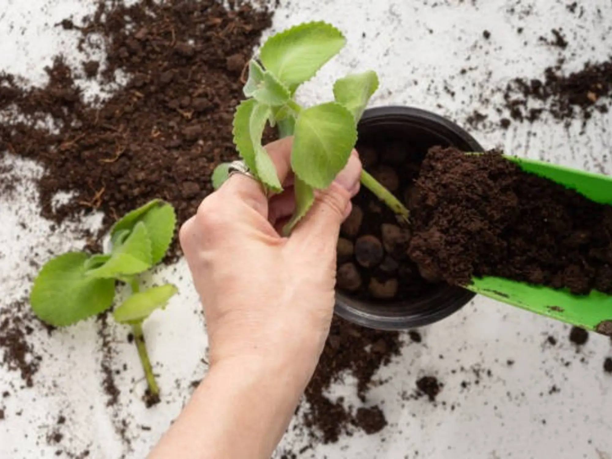 Cómo reproducir plantas con esquejes de dólar: Guía paso a paso - Cómo sacar raíces a los esquejes esquejes de dolar - Cómo sacar raíces a los esquejes