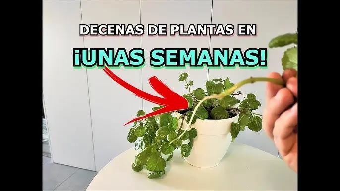 Cómo trasplantar una planta moneda: Guía paso a paso para un crecimiento exuberante - Cómo trasplantar una planta moneda como plantar la planta del dolar - Cómo trasplantar una planta moneda