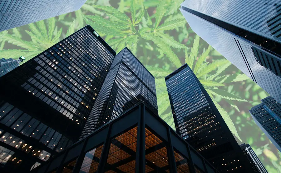 invertir en cannabis medicinal - Cuál es la empresa de cannabis más grande del mundo