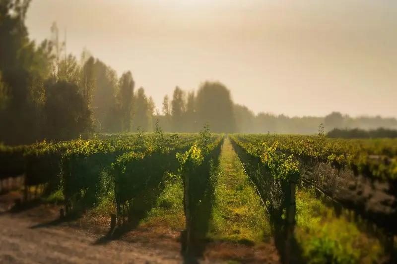 Invertir en viñedos en Argentina: Una Oportunidad Rentable en un Sector en Crecimiento - Cuál es la mejor bodega de vinos en Argentina invertir en vinedos en argentina - Cuál es la mejor bodega de vinos en Argentina