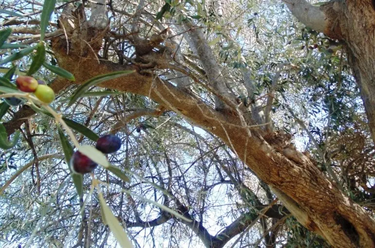 Invertir en olivos: ¿Un negocio rentable o un sueño verde? - Cuándo empieza a ser rentable un olivo invertir en olivos - Cuándo empieza a ser rentable un olivo