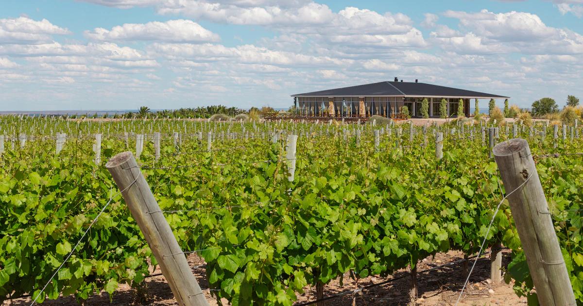 Invertir en viñedos: Una pasión que puede ser rentable - Cuántas botellas de vino salen de una hectárea invertir en vinedos - Cuántas botellas de vino salen de una hectárea