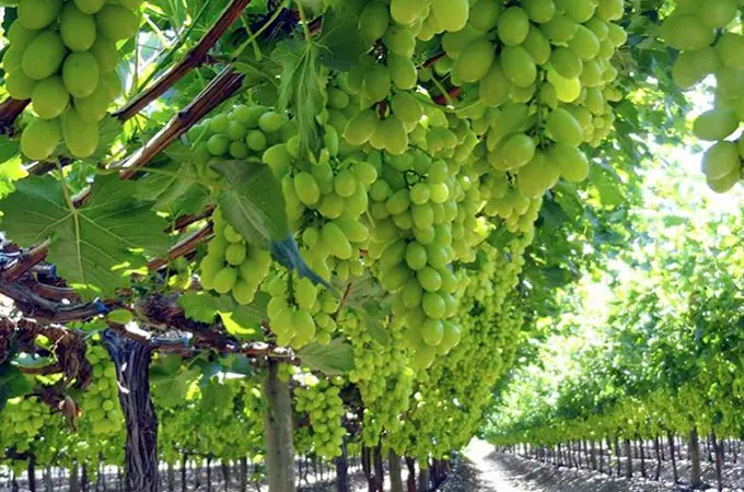 Inversión en Uva de Mesa en Chile: Un Análisis de la Industria - Cuántas hectáreas de uva de mesa hay en Chile chile uva de mesa inversion - Cuántas hectáreas de uva de mesa hay en Chile