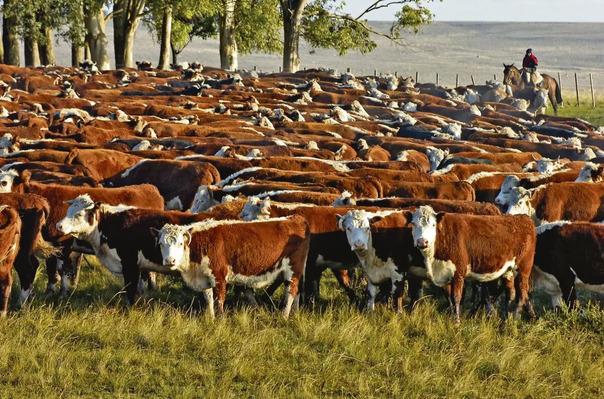 Invertir en Ganado en Uruguay: Una Oportunidad con Desafíos Ambientales - Cuántas vacas por persona hay en Uruguay comprar ganado en uruguay inversion - Cuántas vacas por persona hay en Uruguay