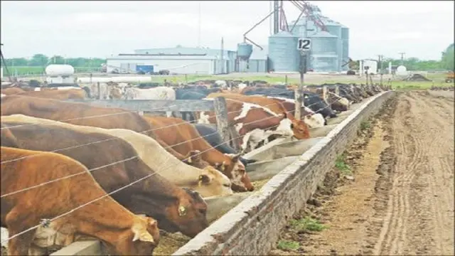 feedlot inversion - Cuánto come un ternero al día en feedlot