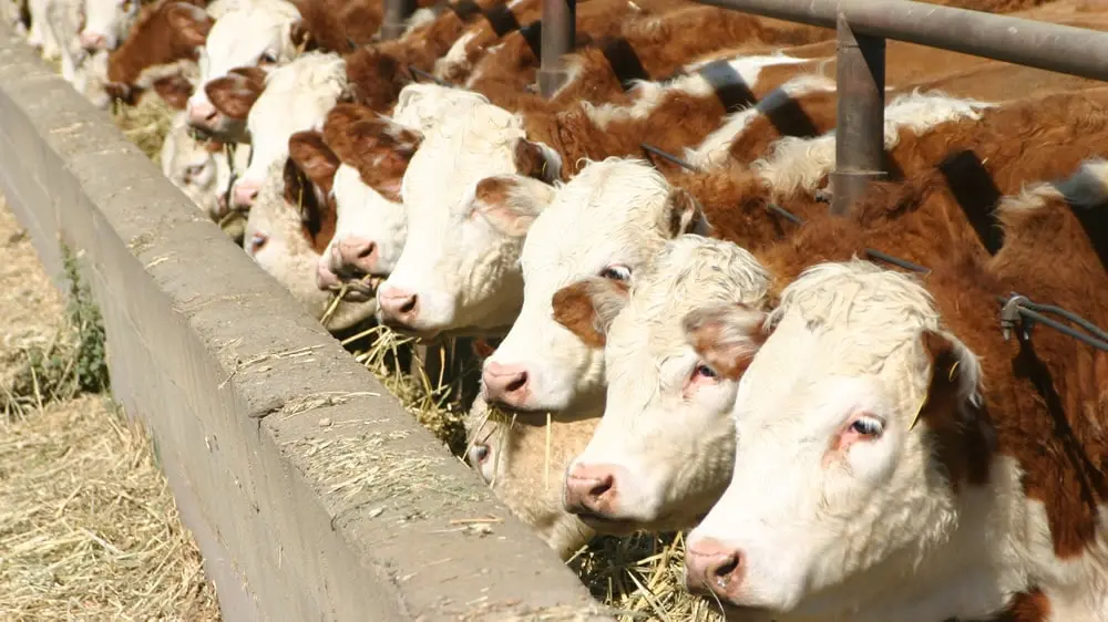 <b>Invertir en Feedlot</b>: Una mirada a la rentabilidad y los desafíos - Cuánto come una vaca en feedlot invertir en feedlot - Cuánto come una vaca en feedlot
