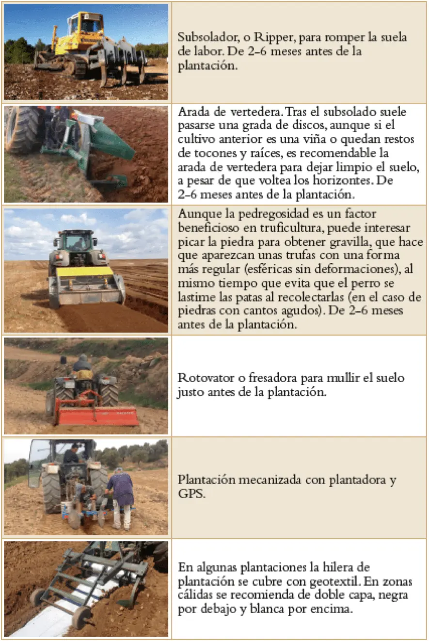 cuanto es la inversion para producir trufas - Cuánto cuesta cultivar trufas