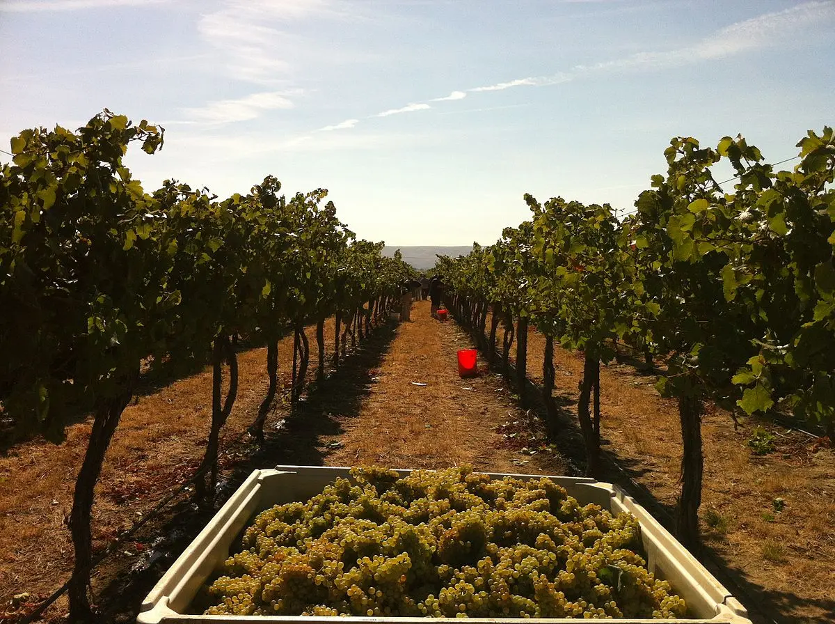 Chile: Una potencia vitivinícola en expansión - Cuánto produce una hectárea de uva chile produccion uva inversion - Cuánto produce una hectárea de uva