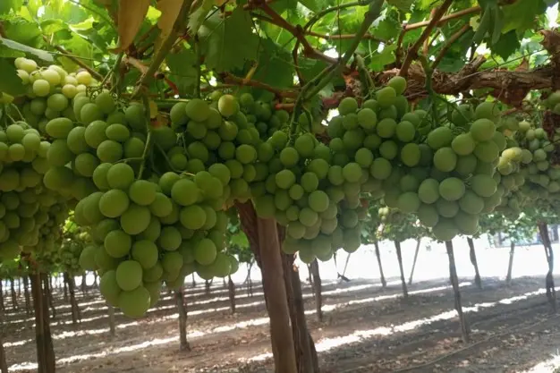 Inversión en Uva de Mesa en Chile: Un Análisis de la Industria - Cuánto se gana en la cosecha de uva en Chile chile uva de mesa inversion - Cuánto se gana en la cosecha de uva en Chile
