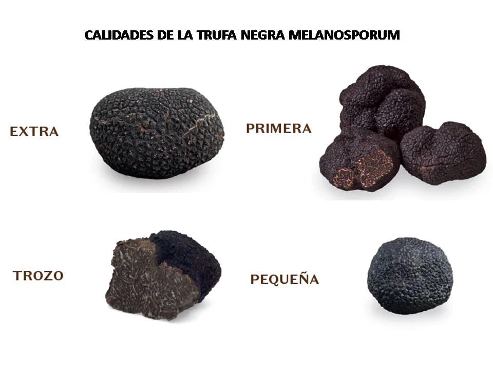Cómo invertir en trufas del Nuevo Mundo - Cuánto se paga el kilo de trufa como invertir en trufas del nuevo mundo - Cuánto se paga el kilo de trufa