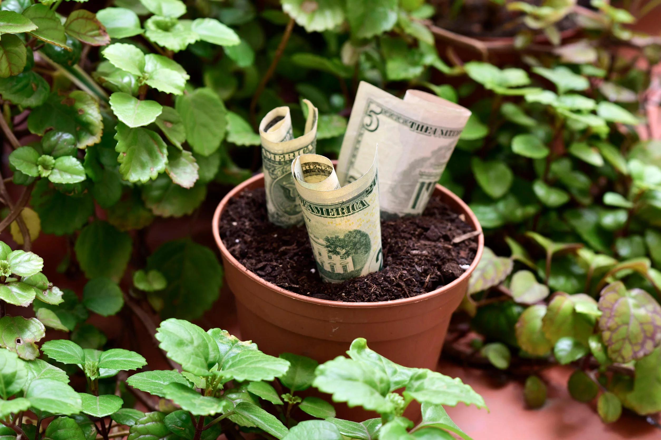 como cuidar una planta dolar - Cuánto se riega la planta del dólar
