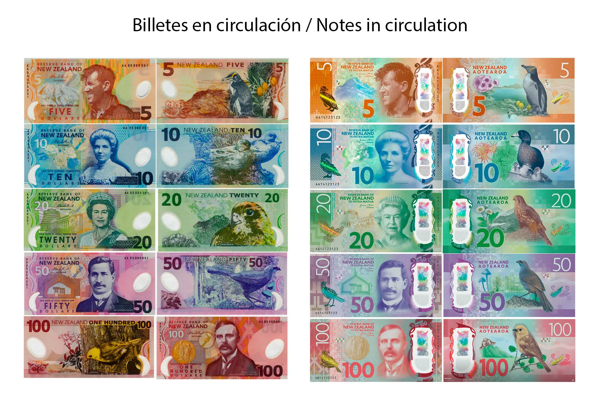 Convertir Dólar Neozelandés a Euro: Guía Completa y Consejos Útiles - Cuánto vale el dinero de Nueva Zelanda dolar nueva zelanda a euro - Cuánto vale el dinero de Nueva Zelanda