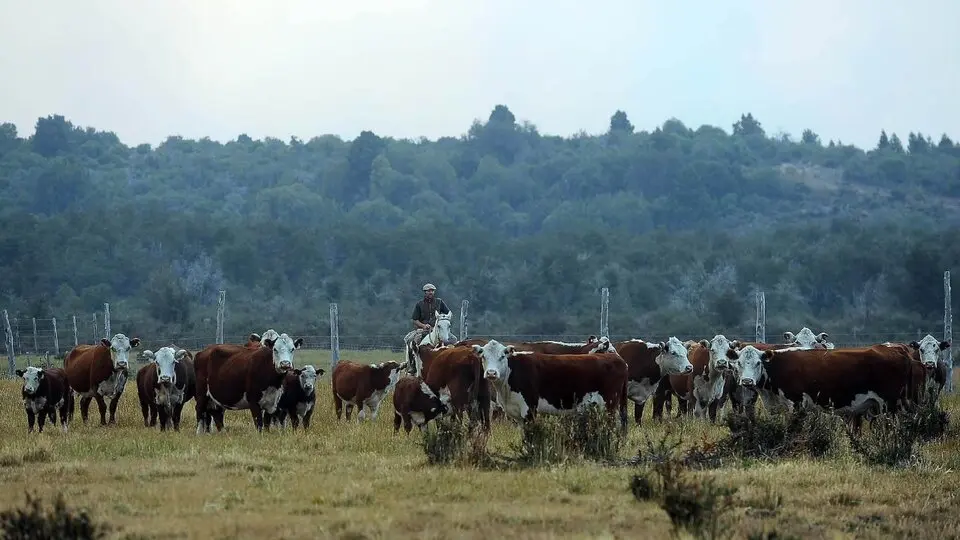 bonos de carbono - Cuánto vale un bono de carbono en Argentina