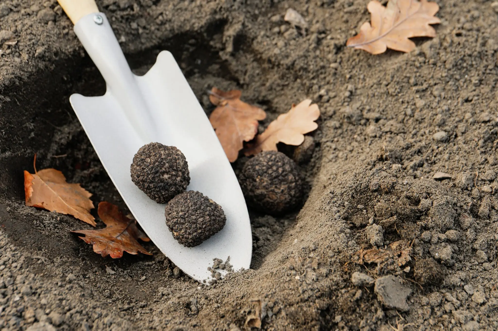 cuanto es la inversion para producir trufas - Cuántos kilos de trufa salen por hectárea