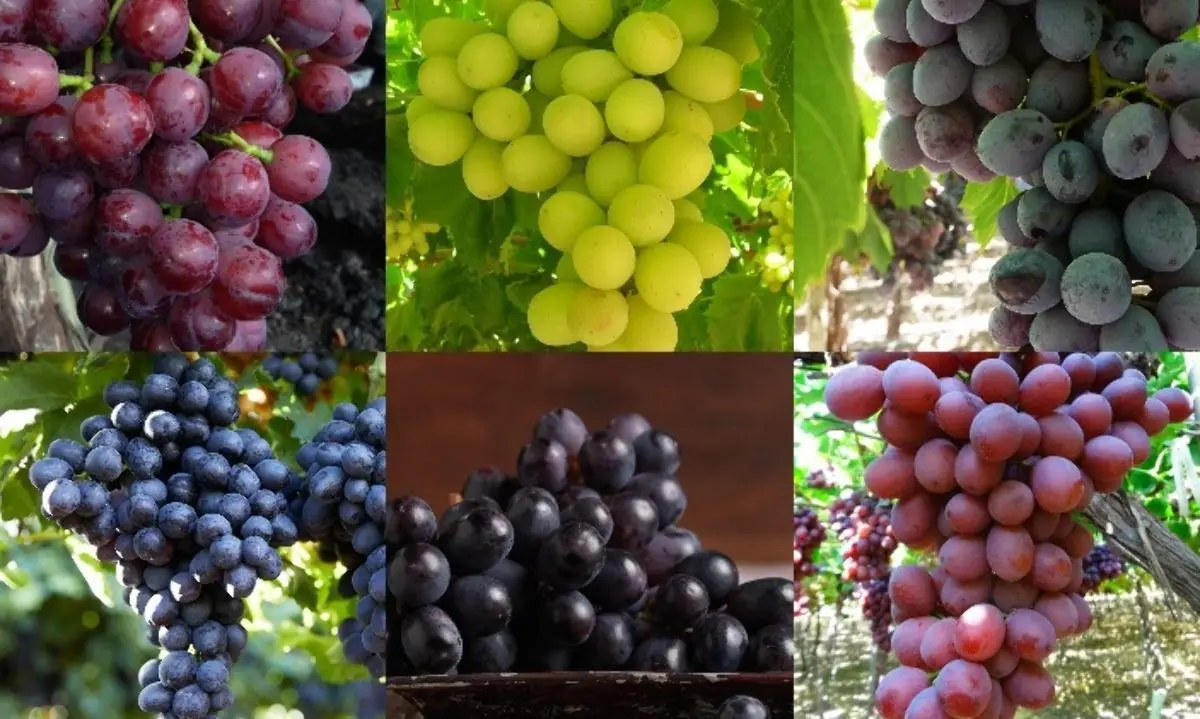 Inversión en Uva de Mesa en Chile: Un Análisis de la Industria - Dónde se cultiva la uva de mesa en Chile chile uva de mesa inversion - Dónde se cultiva la uva de mesa en Chile
