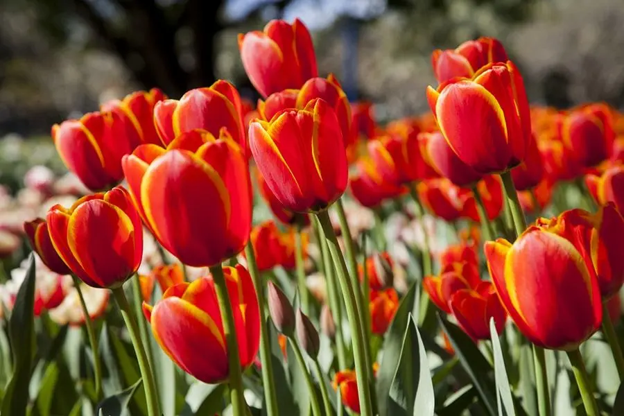 burbuja de los tulipanes bitcoin - Es Bitcoin una burbuja de tulipanes