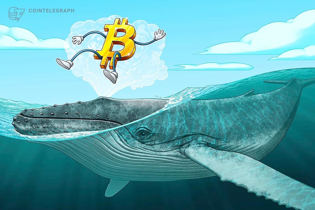 Alerta de Ballena Bitcoin: Una Guía Completa para Comprender y Rastrear las Ballenas de Bitcoin - How much bitcoin do you need to be a whale bitcoin whale alert - How much bitcoin do you need to be a whale