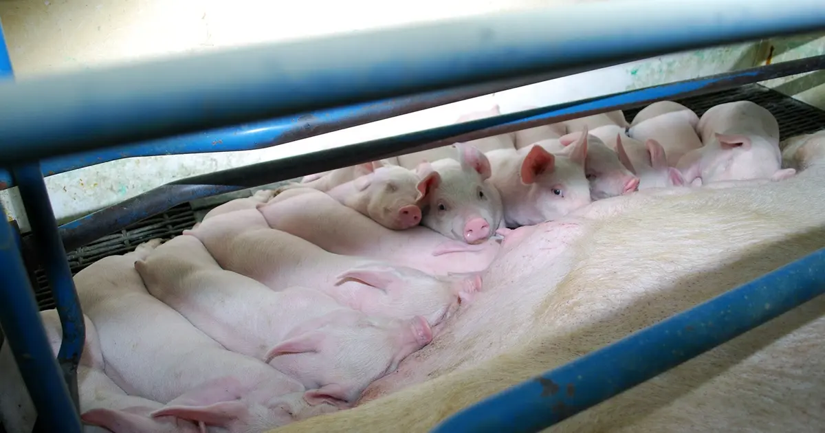 agrovoz claves tecnologicas para producir cerdos con baja inversion - Qué avances se han logrado en la industria porcina