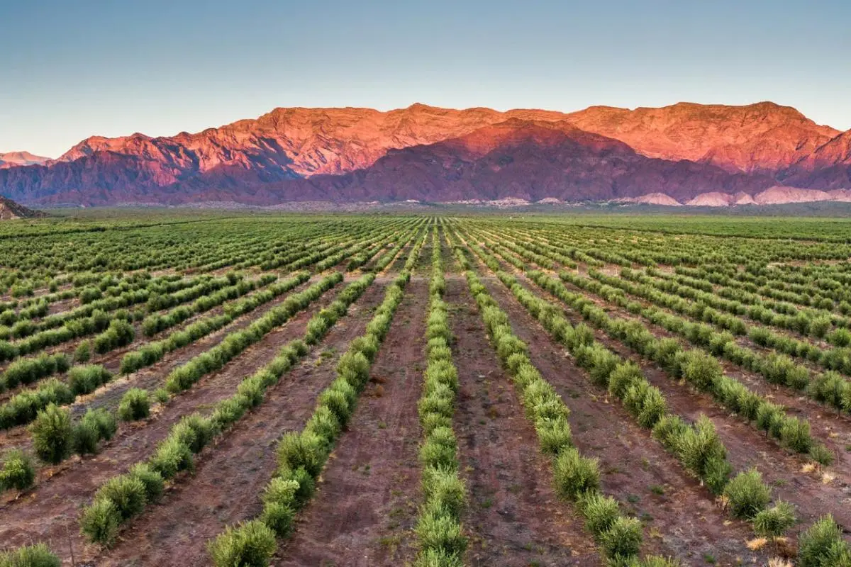 Altos de Tinogasta: Una Oportunidad de Inversión en Catamarca - Qué comprar en Tinogasta, Catamarca altos de tinogasta invertir - Qué comprar en Tinogasta, Catamarca