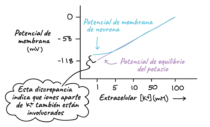 El potencial de membrana: Un viaje al corazón de la célula - Qué dice el potencial de Nernst potencial de inversion - Qué dice el potencial de Nernst