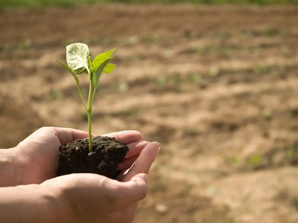 El concepto de inversión agrícola: Una guía completa para entender este sector - Qué es un negocio agrícola concepto de inversion agricola - Qué es un negocio agrícola