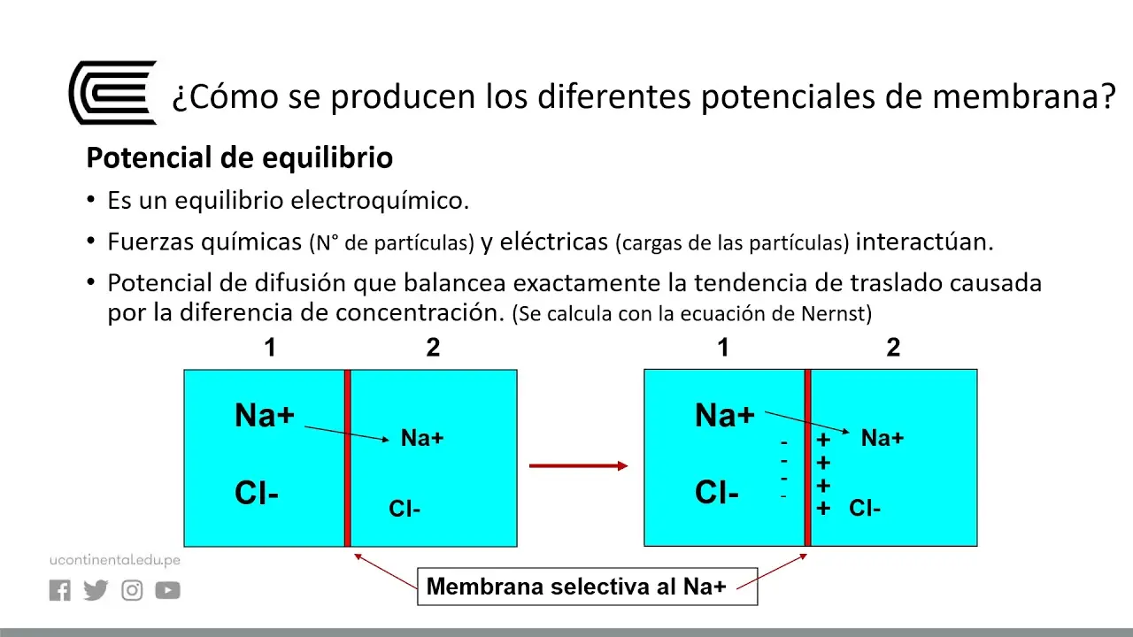 El potencial de membrana: Un viaje al corazón de la célula - Qué se entiende por potencial de acción potencial de inversion - Qué se entiende por potencial de acción