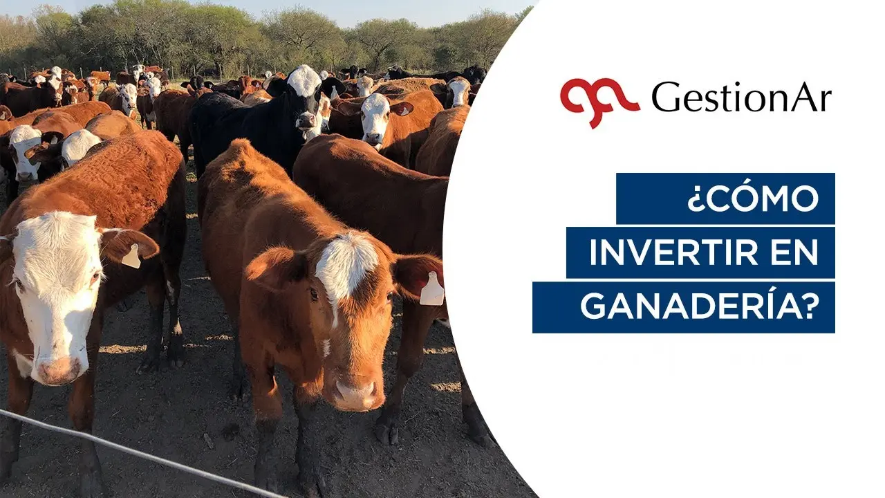 argentina invertir en vacas - Qué valor tiene una vaca en Argentina