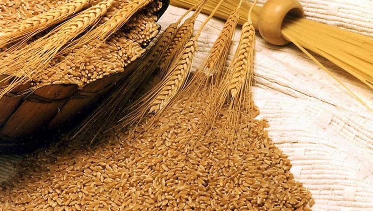 El Complejo Cerealero Argentino: Un Motor Económico en Crecimiento - Quién es el mayor exportador de trigo en el mundo ministerio de ecomia y finanzas complejo trigo farinaceos - Quién es el mayor exportador de trigo en el mundo